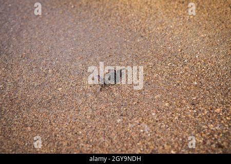 Un piccolo granchio di mare corre lungo la sabbia fine fino al mare. La marea dell'onda Foto Stock