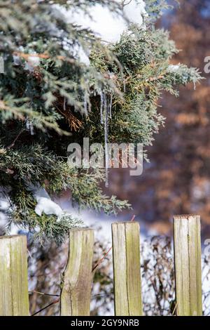Splendide iciclette appese al ramo di un albero di conifere nel giardino in inverno Foto Stock