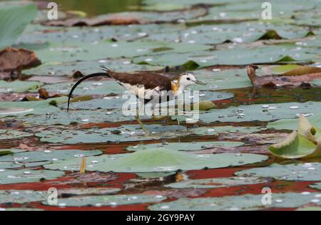 Jacana (Hydrophasianus chirurgus), a coda di fagiano, adulto che cammina su lilly PADS Sri Lanka Dicembre Foto Stock