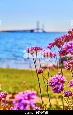 Fiori viola a fuoco con ponte sospeso e lago chopy sullo sfondo Foto Stock