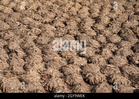 Tortine di sterco di mucca e pani asciugati per usare come combustibile naturale. Foto Stock