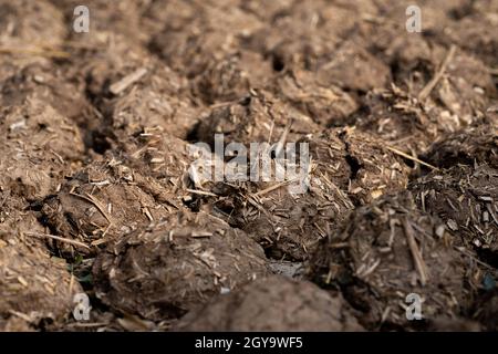 Tortine di sterco di mucca e pani asciugati per usare come combustibile naturale. Foto Stock