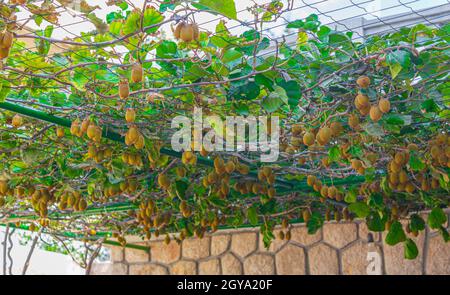 Kiwi cresce sul tetto di un carport a Novi Vinodolski Croazia. Foto Stock