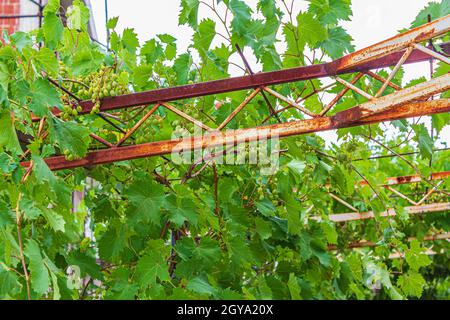 Le uve crescono lungo la ringhiera sul tetto in Novi Vinodolski Croazia. Foto Stock