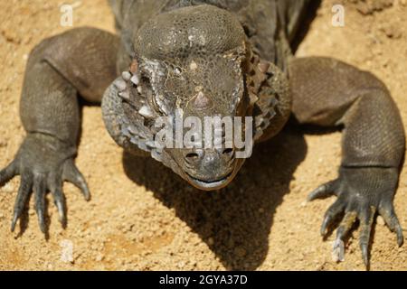 Cammina sul drago Komodo della giungla (Singapore). Luogo di tiro: Singapore Foto Stock
