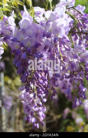 Porpora Wisteria in Sprintime Fabaceae Luguminosae in Giardino Foto Stock