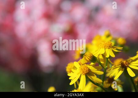 Cressleaf Groundsel Yellow Flowers Packera glabella nel prato estivo Foto Stock