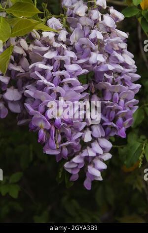 Porpora Wisteria in Sprintime Fabaceae Luguminosae in Giardino Foto Stock