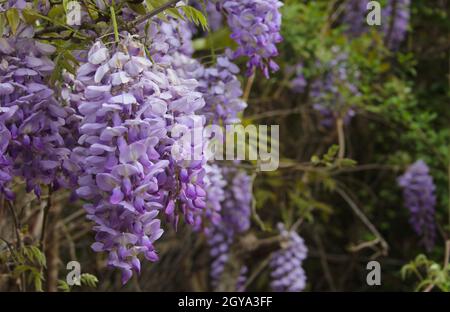 Porpora Wisteria in Sprintime Fabaceae Luguminosae in Giardino Foto Stock