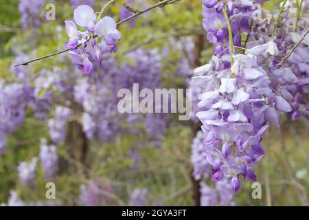 Porpora Wisteria in Sprintime Fabaceae Luguminosae in Giardino Foto Stock