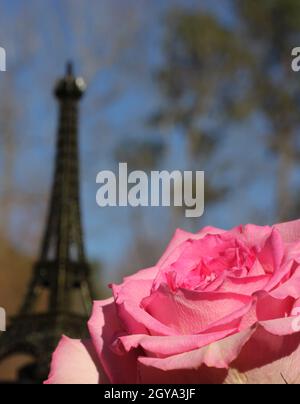 Rosa con la replica della Torre Eiffel in background Foto Stock