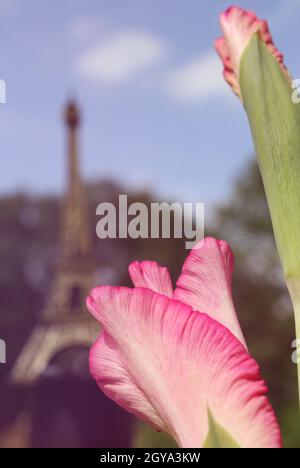 Gladiolo rosa con la replica della Torre Eiffel in background Foto Stock