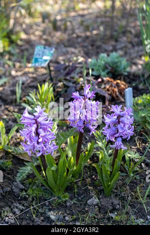 Meravigliosi giacinti viola fioriscono in primavera nel giardino Foto Stock