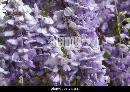 Porpora Wisteria in Sprintime Fabaceae Luguminosae in Giardino Foto Stock