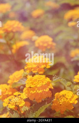 Giallo Lantana Camara Fiori in sole brillante Foto Stock