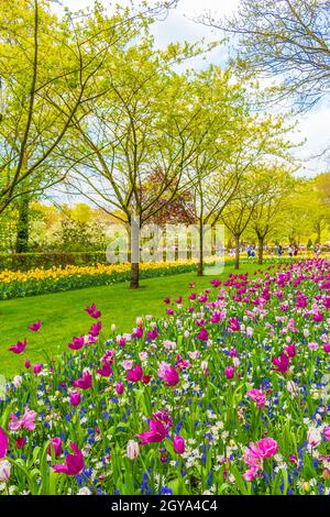 Lisse Paesi Bassi 20. Aprile 2014 molti tulipani e narcisi colorati nel parco dei tulipani di Keukenhof a Lisse, Olanda meridionale, Paesi Bassi Foto Stock