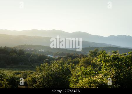 Vegetazione verde a Kampor sull'isola di Rab Croazia all'alba Foto Stock