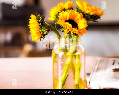 Bella Sunflower giallo Fiori in una bottiglia di vetro Vase su sfondo sfocato. Foto Stock