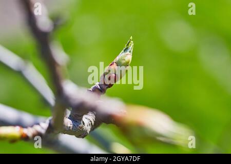 Primo germoglio verde su un albero in primavera Foto Stock