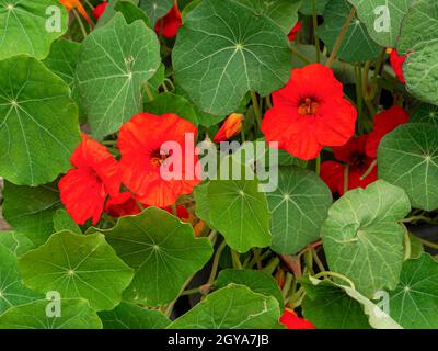 Fiori rossi graziosi e foglie verdi su una pianta di Nasturzio, imperatrice di varietà dell'India Foto Stock