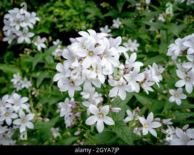 Closeup di fiori lattiflora piuttosto bianchi in un giardino, Campanula lactiflora Alba Foto Stock