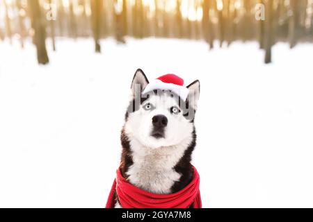 Cane da Husky natalizio in sciarpa rossa, abbigliamento e cappello di Babbo Natale nella foresta innevata con raggi di luce solare. Concetto di cartolina di Natale. Un sacco di neve in vittoria Foto Stock