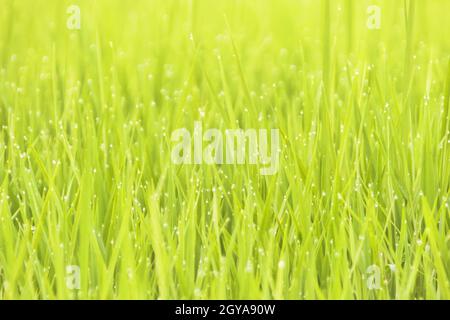 Il riso verde bello spara su risaie e meno egret. Sri Lanka, dicembre Foto Stock