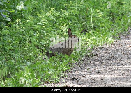 Un coniglio siede sul lato di una strada in erba. Foto Stock