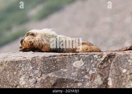 Una marmotta si trova sulla cima di una grande roccia. Foto Stock