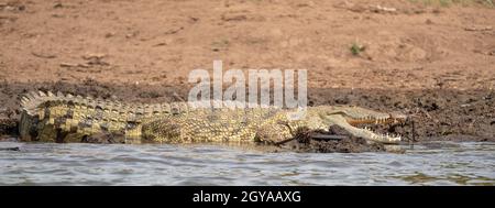 Coccodrillo del Nilo (Crocodylus niloticus), foto è stata scattata sul canale di Kazinga, Uganda Foto Stock