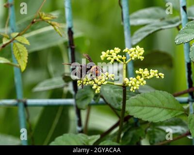 Primo piano di un granaio gigante giapponese su un piccolo fiore di vite bushkiller Foto Stock