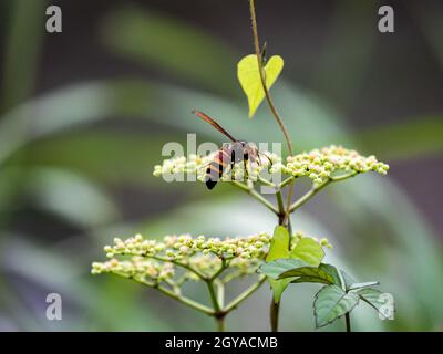 Primo piano di un granaio gigante giapponese su un piccolo fiore di vite bushkiller da dietro Foto Stock