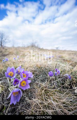 Pasque Flower, Parco Nazionale Podyji, Moravia Meridionale, Repubblica Ceca Foto Stock