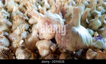 Un sacco di aglio messidor è sparso all'aria aperta. Questa varietà è alta producendo buona qualità, matura precocemente e ha un alto rendimento, cresciuto in Hollan Foto Stock