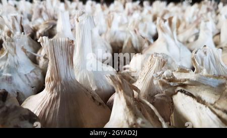 Un sacco di aglio messidor è sparso all'aria aperta. Questa varietà è alta producendo buona qualità, matura precocemente e ha un alto rendimento, cresciuto in Hollan Foto Stock