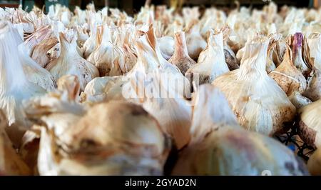 Un sacco di aglio messidor è sparso all'aria aperta. Questa varietà è alta producendo buona qualità, matura precocemente e ha un alto rendimento, cresciuto in Hollan Foto Stock