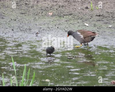 rari cuccioli di uccello diverse piume di uccello sconosciute Foto Stock