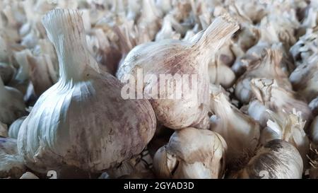 Un sacco di aglio messidor è sparso all'aria aperta. Questa varietà è alta producendo buona qualità, matura precocemente e ha un alto rendimento, cresciuto in Hollan Foto Stock