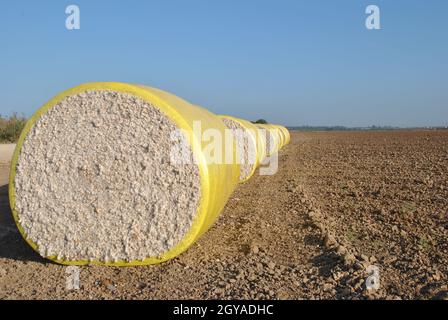 Tempo di raccolta del cotone. Balle rotonde di cotone raccolto avvolte in plastica gialla Foto Stock