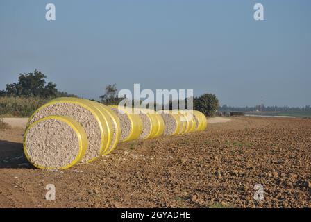 Tempo di raccolta del cotone. Balle rotonde di cotone raccolto avvolte in plastica gialla Foto Stock