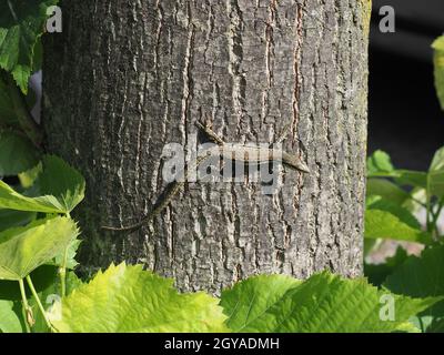 Lucertola (nome scientifico Lacertilia) della classe animale Reptilia (rettili) sulla corteccia di tronco di albero Foto Stock