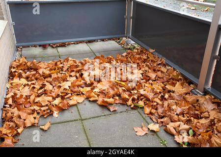 giallo acero foglia autunno giacente coperto sul balcone di appartamento, pila di foglie d'autunno ha bisogno di pulizia casa Foto Stock