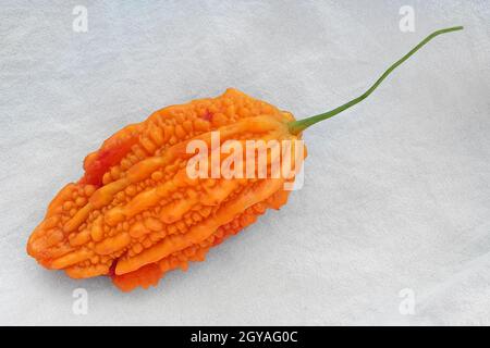 Freash Momordica charantia frutto isolato su sfondo bianco Foto Stock