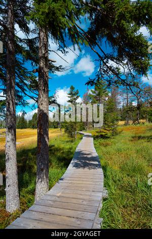 Disastro ecologico nelle montagne di Harz Foto Stock