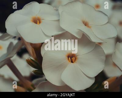 Alcuni fiori phlox bianchi, una foto macro. Fiori bianchi in primo piano. Foto Stock