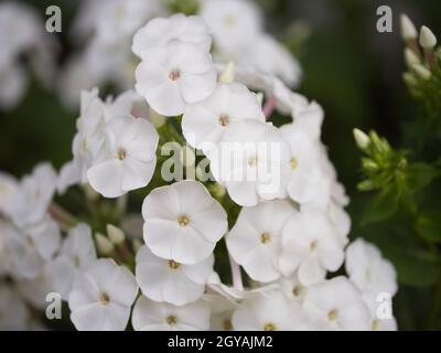 Infiorescenza di fiori di flox bianchi, primo piano. Fiori con petali bianchi. Foto Stock