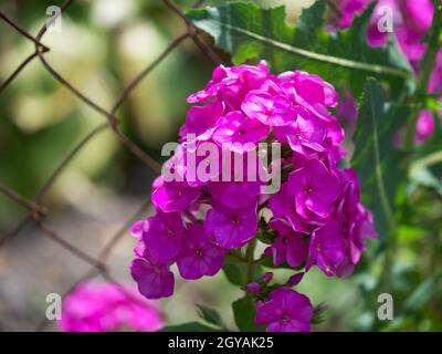 Florescenza di fiori rosa flox primo piano. Un sacco di fiori rosa. Foto Stock