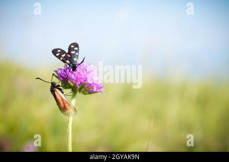 Scarlet tiger moth sul fiore di trifoglio close up. Sullo sfondo della natura Foto Stock