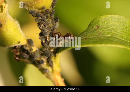 Formica mungendo afidi neri per la loro nido d'ape Foto Stock