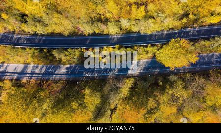 Due strade attraverso la foresta gialla d'autunno. Vista dall'alto su alberi con foglie gialle e strada asfaltata. Foto Stock